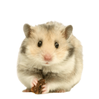 hamster